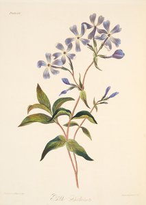 早期开花Lychnidea，从季节的花卉插图，酒吧。 1829年（手工彩色雕刻）