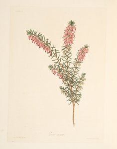 肉色，早期流动的希思，来自四季花卉插图，酒吧。 1829年（手工彩色雕刻） 作者 玛格丽特·罗斯科（Margaret Roscoe）