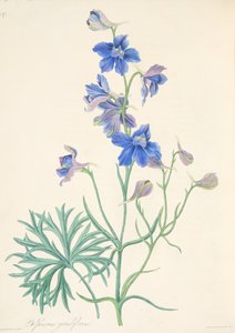Great Flowered Larkspur，来自四季花卉插图，酒吧。 1829年（手工彩色雕刻）