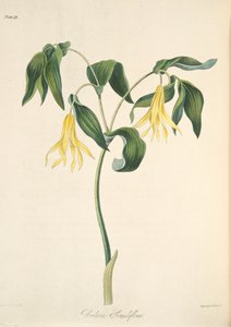 大花的Bellwort，从季节的花卉插图，酒吧。 1829年（手工彩色雕刻）