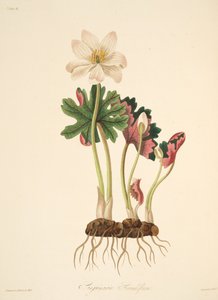 大花，从四季花卉插图，酒吧。 1829年（手工彩色雕刻）