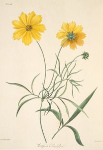 大花的Tickseed，从四季花卉插图，酒吧。 1829年（手工彩色雕刻）
