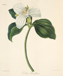 大花的延龄草，从季节的花卉插图，酒吧。 1829年（手工彩色雕刻）