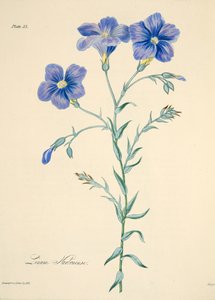 纳博讷亚麻，来自四季花卉插图，酒吧。 1829年（手工彩色雕刻） 作者 玛格丽特·罗斯科（Margaret Roscoe）