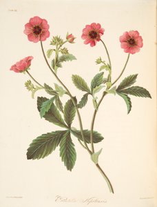 Nipal Potentilla，来自四季花卉插图，酒吧。 1829年（手工彩色雕刻） 作者 玛格丽特·罗斯科（Margaret Roscoe）