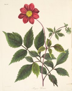 红色大丽花，来自四季花卉插图，酒吧。 1829年（手工彩色雕刻）