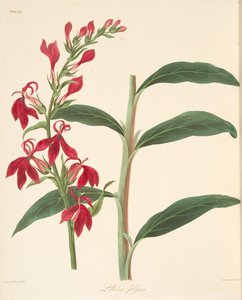 Refulgent Lobelia，来自四季花卉插图，酒吧。 1829年（手工彩色雕刻） 作者 玛格丽特·罗斯科（Margaret Roscoe）
