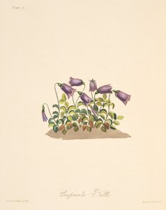 赤褐色的钟花，来自四季花卉插图，酒吧。 1829年（手工彩色雕刻）