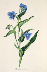 天蓝色的Commelina，来自四季花卉插图，酒吧。 1829年（手工彩色雕刻） 作者 玛格丽特·罗斯科（Margaret Roscoe）