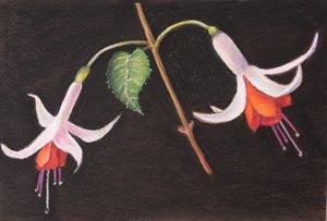 我花园里的紫红色 作者 玛戈斯塔基