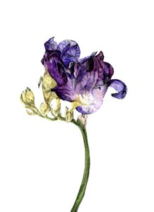 小苍兰花，2018 年