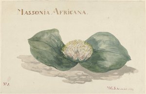 布卢姆《非洲马索尼亚》（Bloem Massonia Africana
MASSONIA AFRICANA（物品上的标题） 作者 Maria Geertruida Barbier 的 Snabilié