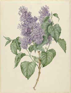 紫丁香树枝 作者 Maria Geertruida Barbier 的 Snabilié