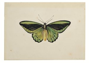 蝴蝶，普通绿蝶翅（Ornithoptera priamus） 作者 玛丽亚·玛格丽莎·范奥斯
