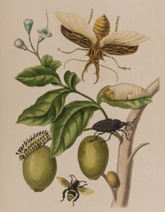 插图来自 "Metamorphosis insectorum Surinamensium.Ofte Verandering der Surinaamsche Insecten》，1705年出版（彩色雕刻）。