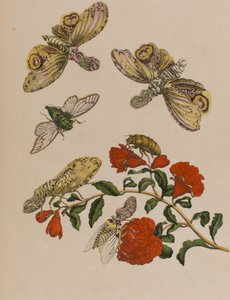 插图来自 "Metamorphosis insectorum Surinamensium.Ofte Verandering der Surinaamsche Insecten》，1705年出版（彩色雕刻）。