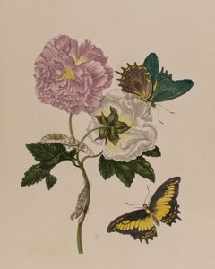插图来自 "Metamorphosis insectorum Surinamensium.Ofte Verandering der Surinaamsche Insecten》，1705年出版（彩色雕刻）。