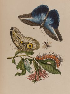 插图来自 "Metamorphosis insectorum Surinamensium.Ofte Verandering der Surinaamsche Insecten》，1705年出版（彩色雕刻）。
