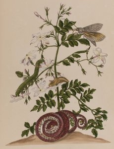 插图来自 "Metamorphosis insectorum Surinamensium.Ofte Verandering der Surinaamsche Insecten》，1705年出版（彩色雕刻）。 作者 玛丽亚·西比拉·格拉夫（后）梅里安