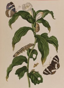 插图来自 "Metamorphosis insectorum Surinamensium.Ofte Verandering der Surinaamsche Insecten》，1705年出版（彩色雕刻）。 作者 玛丽亚·西比拉·格拉夫（后）梅里安