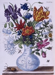 甲虫和不同的花--玛丽亚-西比拉-梅里安作画，约18世纪末。 作者 玛丽亚·西比拉·梅里安