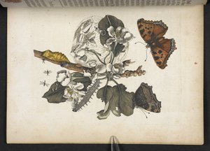 蝴蝶、毛虫和茧，选自《Der Raupen wunderbare Verwandlung und sonderbare Blumen-Nahrung... 作者 玛丽亚·西比拉·梅里安