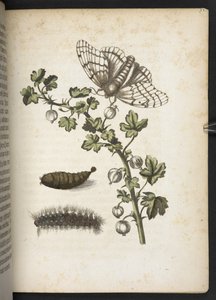 毛毛虫、茧和蝴蝶，选自《Der Raupen wunderbare Verwandlung und sonderbare Blumen-Nahrung... 作者 玛丽亚·西比拉·梅里安