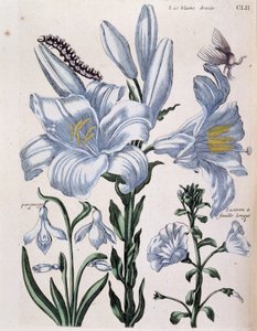 Lys (lis) white right and long-leaf edge - in “” Histoire générale des insects de Surinam et de toute l