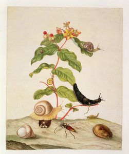 No.1146c带有蜗牛和甲虫的金丝桃属植物，1695