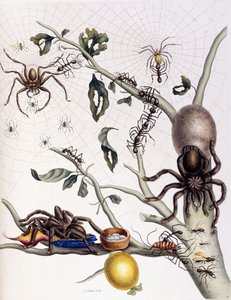 来自南美洲的各种蛛形纲，1726年 作者 玛丽亚·西比拉·梅里安