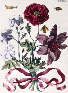 各种欧洲昆虫和花朵 作者 玛丽亚·西比拉·梅里安