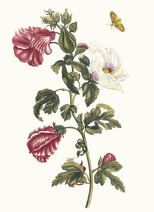 阿尔塞亚。摘自《苏里南变形记》（Metamorphosis insectorum Surinamensium），1705年。