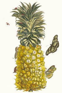 Ananas mur.摘自《苏里南变形记》（Metamorphosis insectorum Surinamensium），1705年。