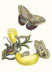 烟草。摘自《苏里南变形记》，1705年。 作者 玛丽亚·西比拉·梅里安