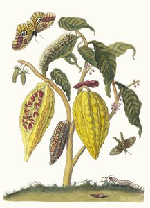 可可。摘自《苏里南变形记》（Metamorphosis insectorum Surinamensium），1705年。 作者 玛丽亚·西比拉·梅里安
