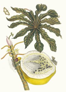 木瓜。摘自《苏里南变形记》（Metamorphosis insectorum Surinamensium），1705年。 作者 玛丽亚·西比拉·梅里安