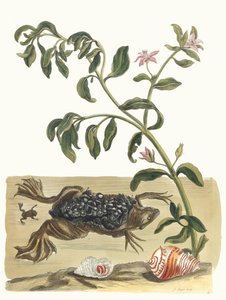 克雷森。摘自《苏里南变形记》（Metamorphosis insectorum Surinamensium），1705年。 作者 玛丽亚·西比拉·梅里安