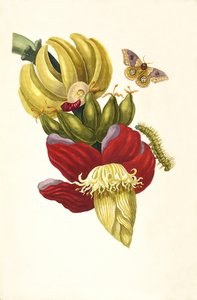摘自《苏里南变形记》，1705年。 作者 玛丽亚·西比拉·梅里安