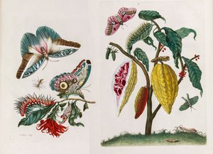 摘自《苏里南变形记》，1705年。