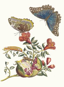 格林纳迪尔。摘自《苏里南变形记》（Metamorphosis insectorum Surinamensium），1705年。 作者 玛丽亚·西比拉·梅里安