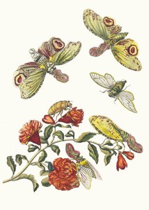 格林纳迪尔。摘自《苏里南变形记》（Metamorphosis insectorum Surinamensium），1705年。 作者 玛丽亚·西比拉·梅里安