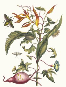 红苕和Heliconia psittacorum。摘自《变形记》（Metamorphosis insectorum），1705年。 作者 玛丽亚·西比拉·梅里安