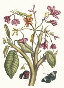 Jasmin des Indes.摘自《苏里南变形记》，1705年。 作者 玛丽亚·西比拉·梅里安