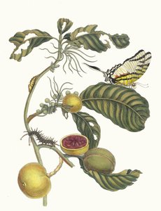 橘子酱盒树。摘自《苏里南变形记》（Metamorphosis insectorum Surinamensium），1705年。 作者 玛丽亚·西比拉·梅里安