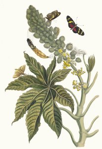 帕尔马-克里斯蒂。摘自《苏里南变形记》（Metamorphosis insectorum Surinamensium），1705年。 作者 玛丽亚·西比拉·梅里安