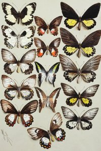 三列中的十五只燕尾蝶（家庭Papilionidae）