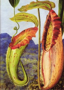 婆罗洲沙捞越石灰岩山脉的一种新投壶植物 作者 玛丽安·诺斯（Marianne North）