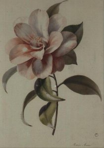 山茶花 作者 玛丽·安妮