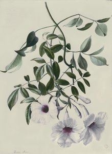 茉莉花 作者 玛丽·安妮