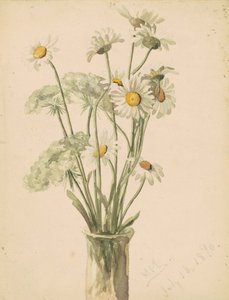 花瓶中的雏菊和女王安妮花边，1890年（编织纸上的水彩和石墨） 作者 Marietta Minnegerode安德鲁斯